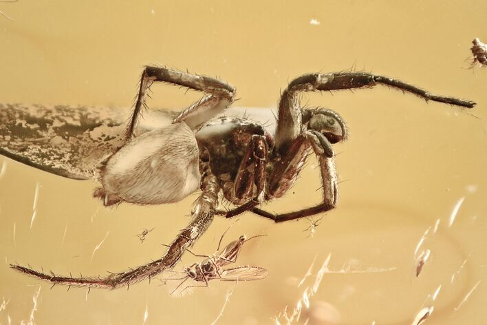 Fossil Spider (Araneae) & True Midges (Chironomidae) In Baltic Amber #321725